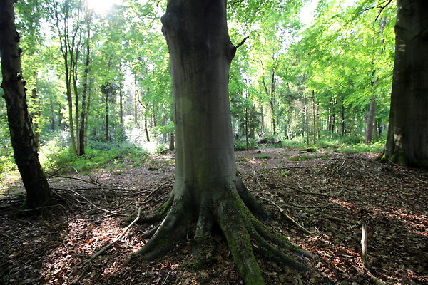 HawardenEstate051