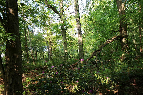 HawardenEstate047