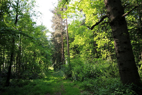 HawardenEstate057