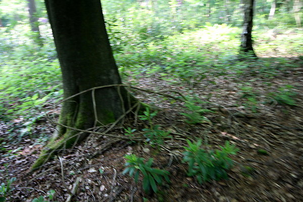 HawardenEstate046