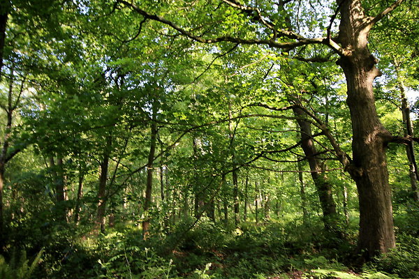 HawardenEstate014