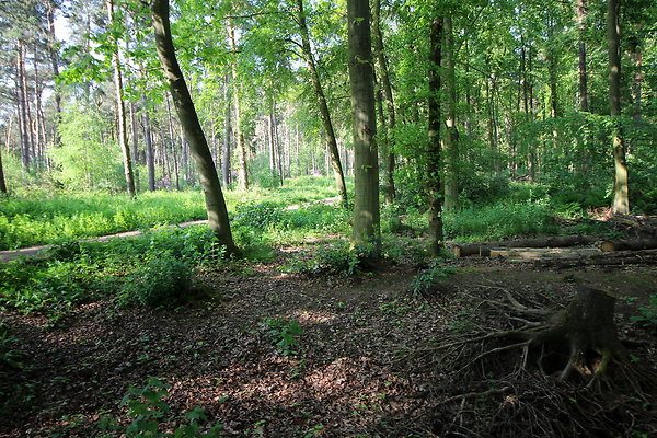 HawardenEstate008
