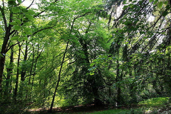 HawardenEstate043