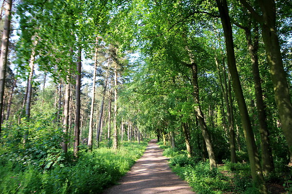 HawardenEstate006