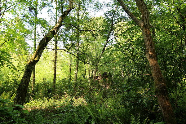 HawardenEstate019