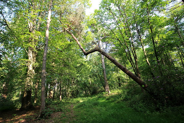 HawardenEstate042