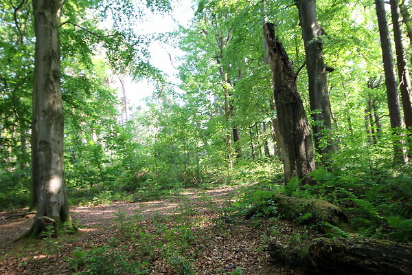 HawardenEstate027