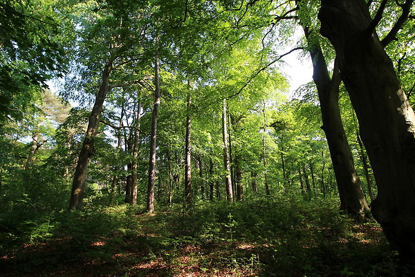 HawardenEstate025