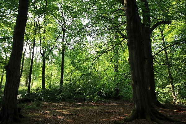HawardenEstate033