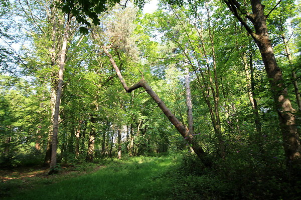 HawardenEstate041