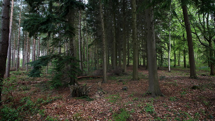 IMG 4718