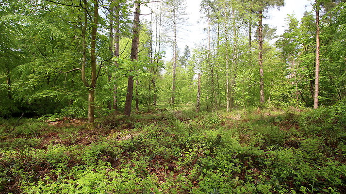 IMG 4752