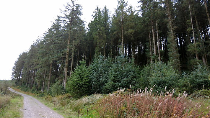 DentFell064 DentFell064