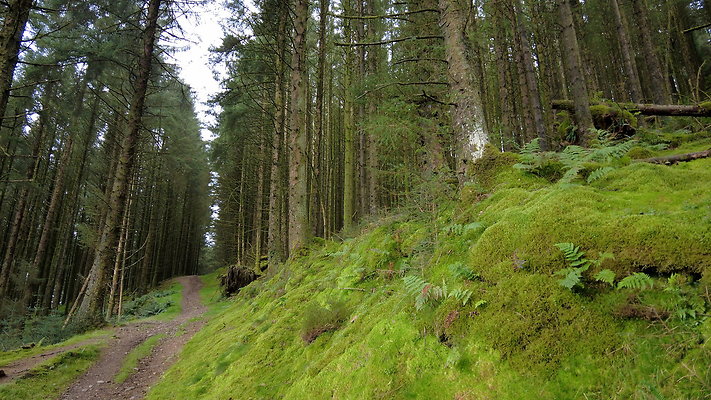 DentFell047 DentFell047