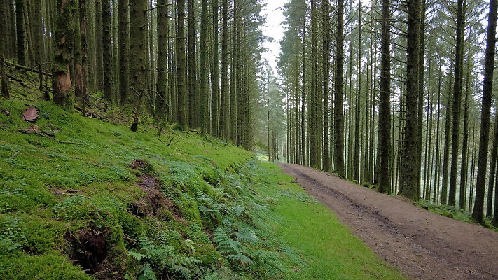 DentFell040 DentFell040