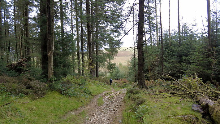 DentFell056 DentFell056