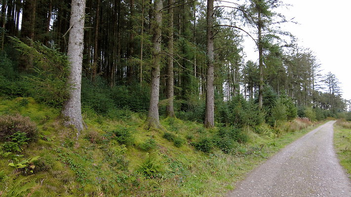 DentFell062 DentFell062