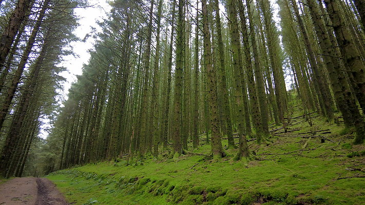 DentFell042 DentFell042