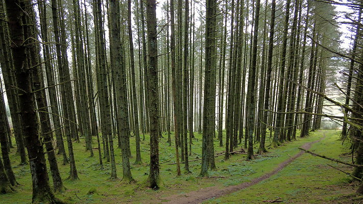 DentFell036 DentFell036