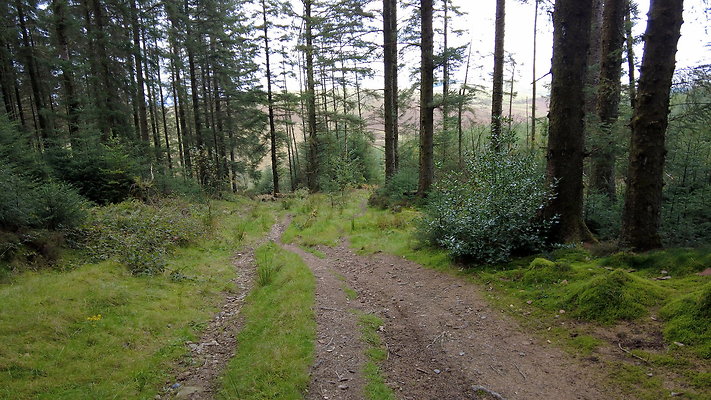 DentFell053 DentFell053