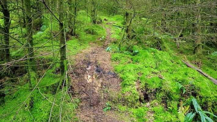 DentFell050 DentFell050