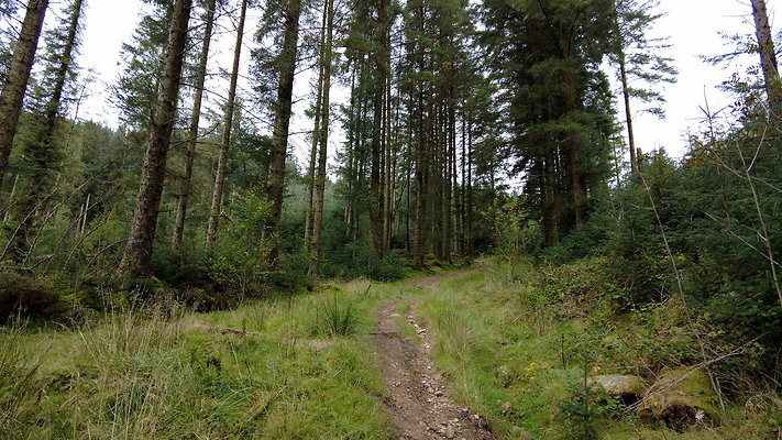 DentFell055 DentFell055