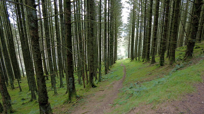 DentFell037 DentFell037