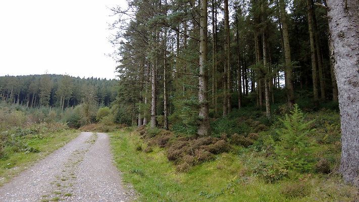 DentFell060 DentFell060