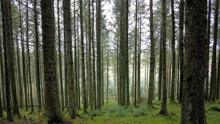 DentFell043 DentFell043