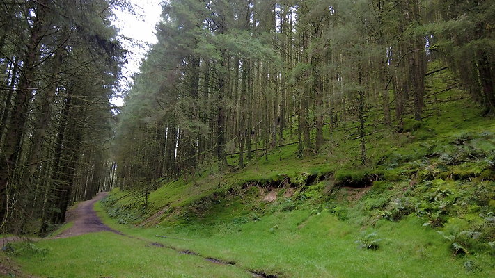 DentFell038 DentFell038