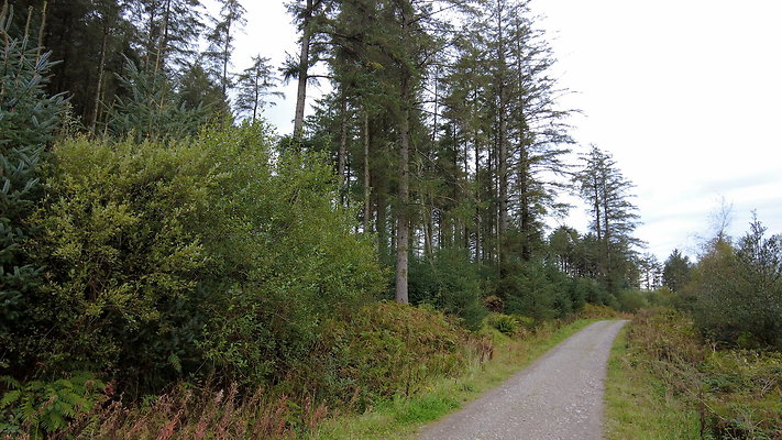 DentFell063 DentFell063