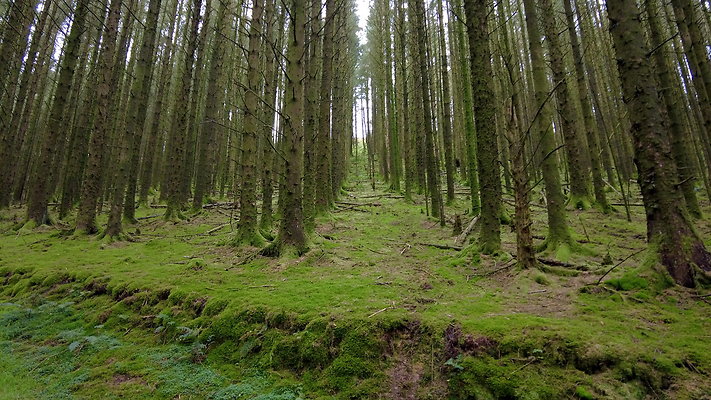 DentFell044 DentFell044