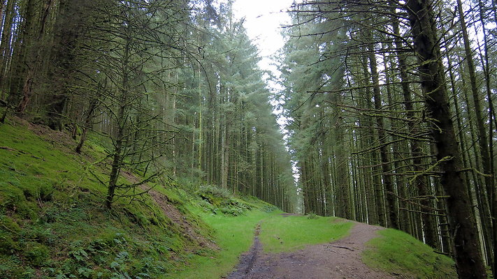 DentFell035 DentFell035